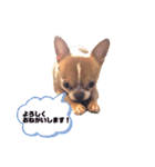 ユルいぬ（個別スタンプ：35）