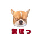 ユルいぬ（個別スタンプ：36）