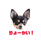 ユルいぬ（個別スタンプ：37）