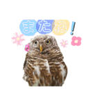 スタンプはやて（個別スタンプ：7）