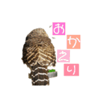 スタンプはやて（個別スタンプ：10）