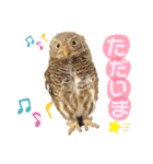 スタンプはやて（個別スタンプ：11）