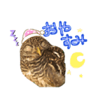 スタンプはやて（個別スタンプ：14）