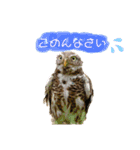 スタンプはやて（個別スタンプ：16）