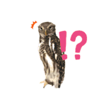 スタンプはやて（個別スタンプ：20）
