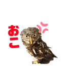 スタンプはやて（個別スタンプ：22）