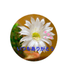 花はなことば（個別スタンプ：1）