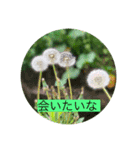 花はなことば（個別スタンプ：3）