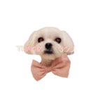 チェリーココ_Dog Dog Dog（個別スタンプ：1）