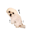 チェリーココ_Dog Dog Dog（個別スタンプ：2）