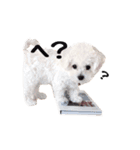 チェリーココ_Dog Dog Dog（個別スタンプ：6）