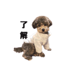 チェリーココ_Dog Dog Dog（個別スタンプ：7）