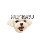 チェリーココ_Dog Dog Dog（個別スタンプ：8）