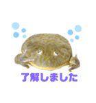 毎日使えるペットスタンプ（個別スタンプ：3）