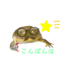 毎日使えるペットスタンプ（個別スタンプ：22）
