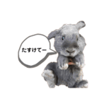 我が家のうさぎ2（個別スタンプ：10）