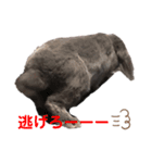 我が家のうさぎ2（個別スタンプ：13）