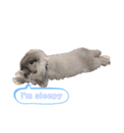 我が家のうさぎ2（個別スタンプ：14）