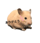 きんきんきんちゃん（個別スタンプ：2）