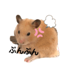 きんきんきんちゃん（個別スタンプ：8）