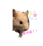 きんきんきんちゃん（個別スタンプ：12）