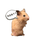 きんきんきんちゃん（個別スタンプ：13）
