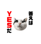 ねこすた・ハチワレ猫イケメンバージョン（個別スタンプ：1）
