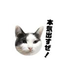 ねこすた・ハチワレ猫イケメンバージョン（個別スタンプ：3）