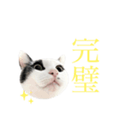 ねこすた・ハチワレ猫イケメンバージョン（個別スタンプ：5）