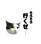 ねこすた・ハチワレ猫イケメンバージョン（個別スタンプ：6）