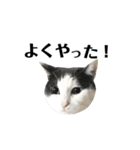 ねこすた・ハチワレ猫イケメンバージョン（個別スタンプ：10）