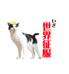 ねこすた・ハチワレ猫イケメンバージョン（個別スタンプ：11）