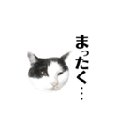 ねこすた・ハチワレ猫イケメンバージョン（個別スタンプ：12）