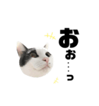 ねこすた・ハチワレ猫イケメンバージョン（個別スタンプ：13）