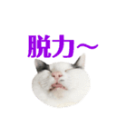 ねこすた・ハチワレ猫イケメンバージョン（個別スタンプ：14）