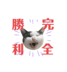 ねこすた・ハチワレ猫イケメンバージョン（個別スタンプ：19）