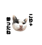 ねこすた・ハチワレ猫イケメンバージョン（個別スタンプ：21）