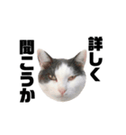 ねこすた・ハチワレ猫イケメンバージョン（個別スタンプ：22）
