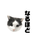 ねこすた・ハチワレ猫イケメンバージョン（個別スタンプ：23）