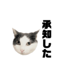 ねこすた・ハチワレ猫イケメンバージョン（個別スタンプ：26）