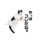 ねこすた・ハチワレ猫イケメンバージョン（個別スタンプ：30）