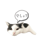 ねこすた・ハチワレ猫イケメンバージョン（個別スタンプ：31）