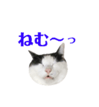 ねこすた・ハチワレ猫イケメンバージョン（個別スタンプ：32）