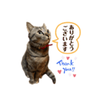 キジトラ猫のモモちやん（個別スタンプ：1）