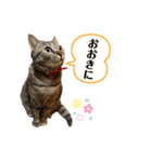 キジトラ猫のモモちやん（個別スタンプ：2）