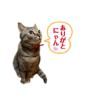 キジトラ猫のモモちやん（個別スタンプ：3）