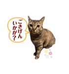 キジトラ猫のモモちやん（個別スタンプ：4）