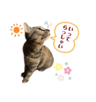 キジトラ猫のモモちやん（個別スタンプ：5）