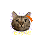 キジトラ猫のモモちやん（個別スタンプ：6）