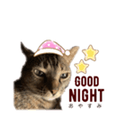 キジトラ猫のモモちやん（個別スタンプ：7）